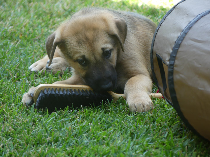 chinook dog